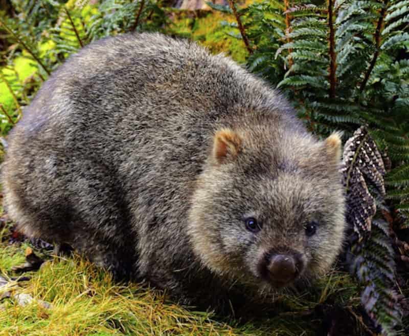 A photo of a cute little wombat, which truly has nothing to do with Managed Wordpress Hosting.