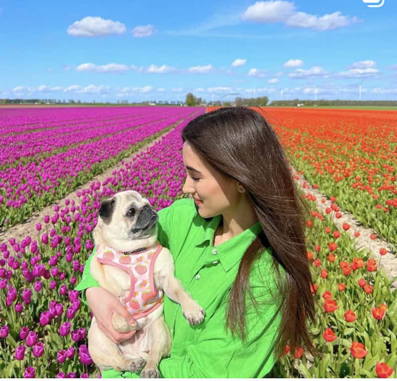 A woman holding her cute pug in a field of tulips. 