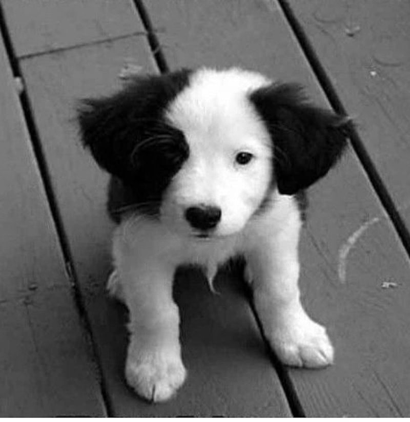 Cute border collie puppy. 
