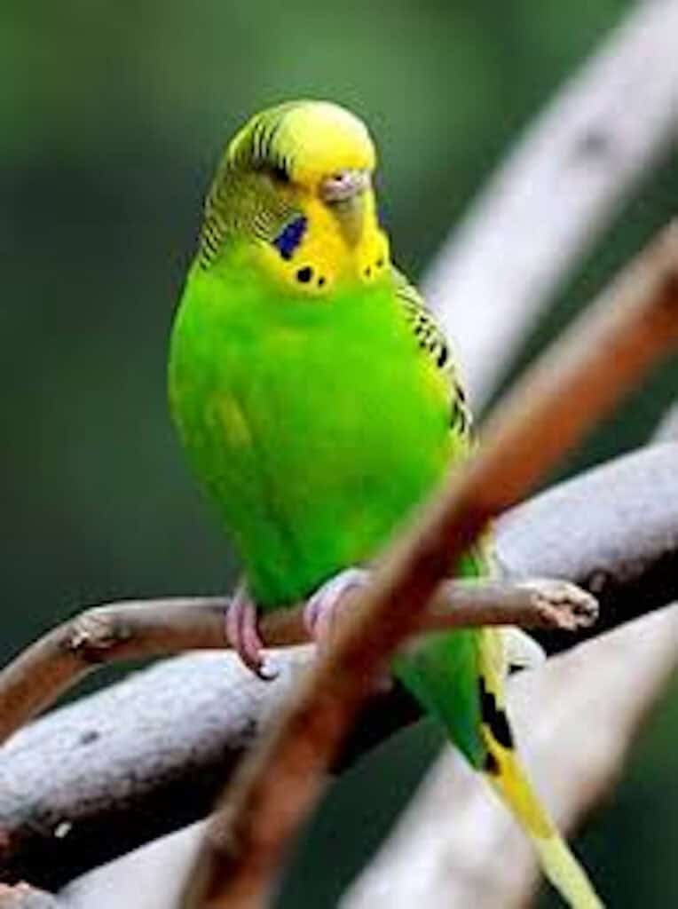 A green and yellow parakeet. 