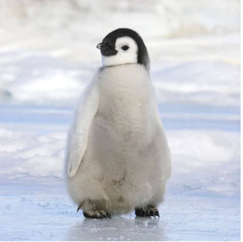 A cute fluffy penguin named Marty. 