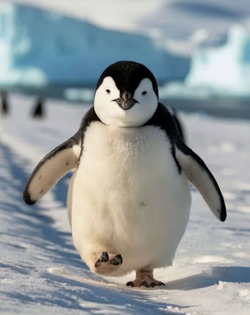 A cute penguin marching in the snow. 