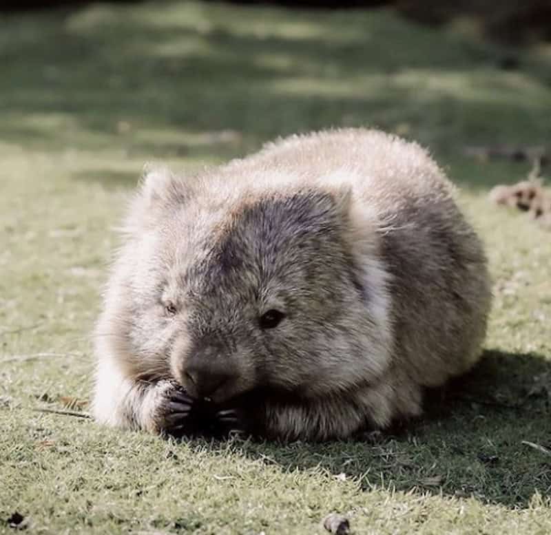 A cute, cuddly wombat. 